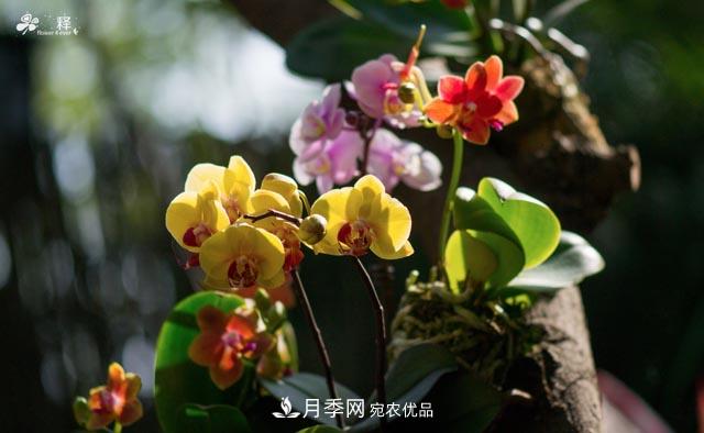 世界第二大植物家族，總共800個(gè)屬，說(shuō)一說(shuō)蘭花那點(diǎn)事(圖2)