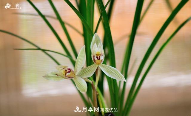 世界第二大植物家族，總共800個(gè)屬，說(shuō)一說(shuō)蘭花那點(diǎn)事(圖3)