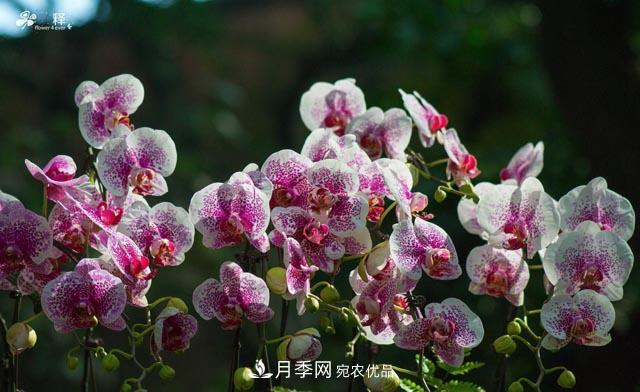 世界第二大植物家族，總共800個(gè)屬，說(shuō)一說(shuō)蘭花那點(diǎn)事(圖4)