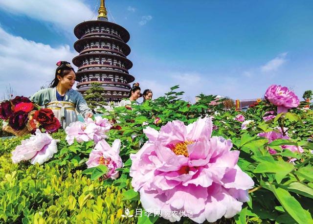 洛陽牡丹節(jié)文化源頭，來自宋代洛陽的牡丹情結(jié)(圖2)