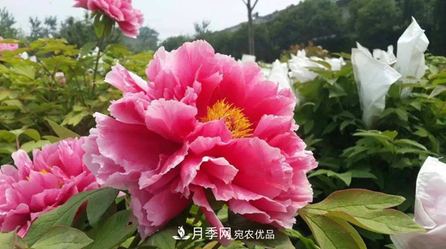 洛陽牡丹節(jié)文化源頭，來自宋代洛陽的牡丹情結(jié)(圖3)