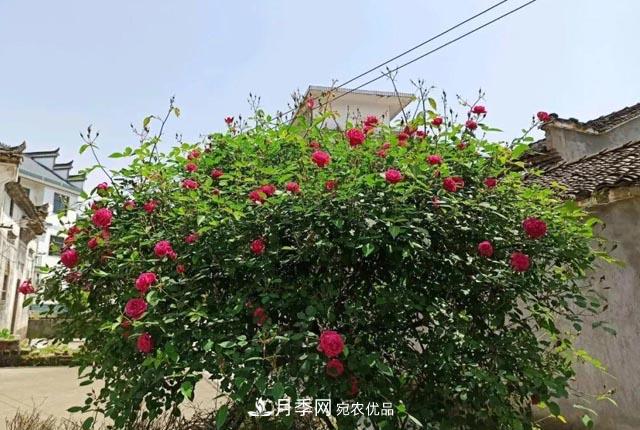 太奶奶養(yǎng)的月季，110歲高齡啦！(圖1)