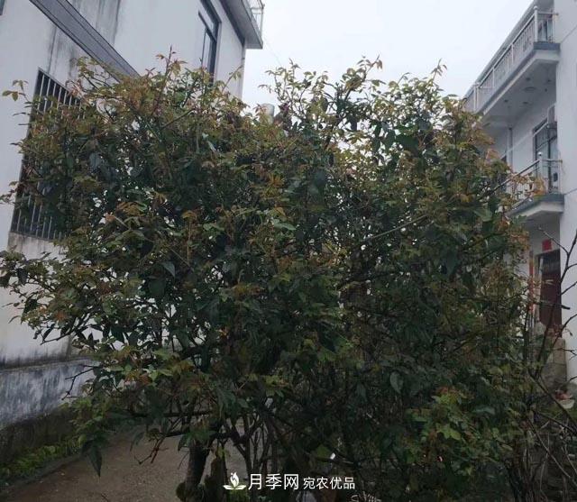 太奶奶養(yǎng)的月季，110歲高齡啦！(圖2)