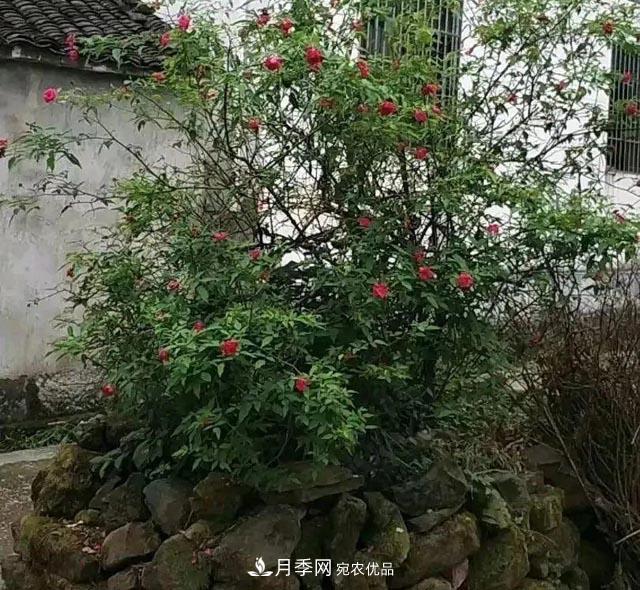 太奶奶養(yǎng)的月季，110歲高齡啦！(圖3)