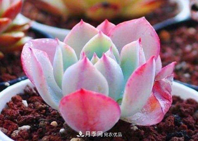 10月養(yǎng)多肉，記住16字“訣竅”，美出“新高度”(圖1)