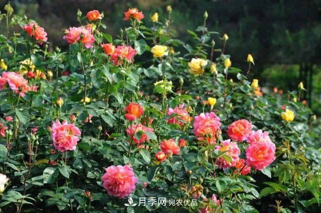 詩意和禪意：花開花落自有時，總賴東君主(圖2)
