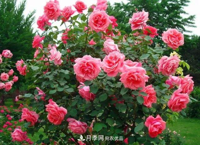 詩意和禪意：花開花落自有時，總賴東君主(圖3)