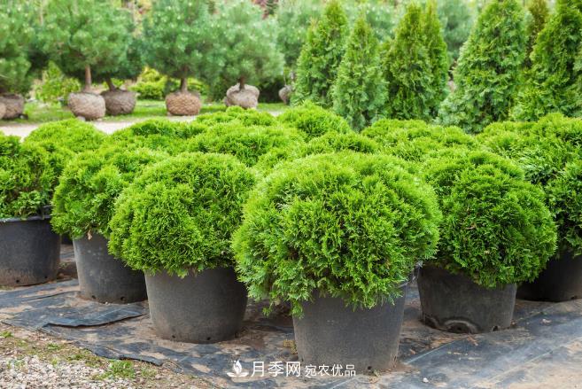 幾款常見的園林景觀苗木，配置在景觀中很漂亮(圖1)
