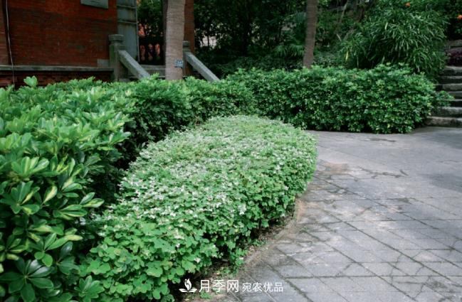 幾款常見的園林景觀苗木，配置在景觀中很漂亮(圖4)
