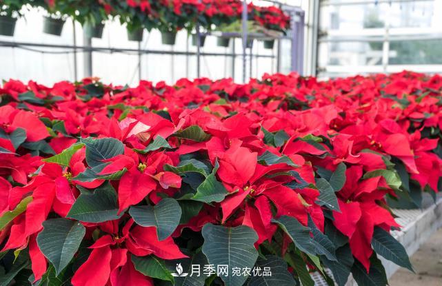 幾款常見的園林景觀苗木，配置在景觀中很漂亮(圖5)