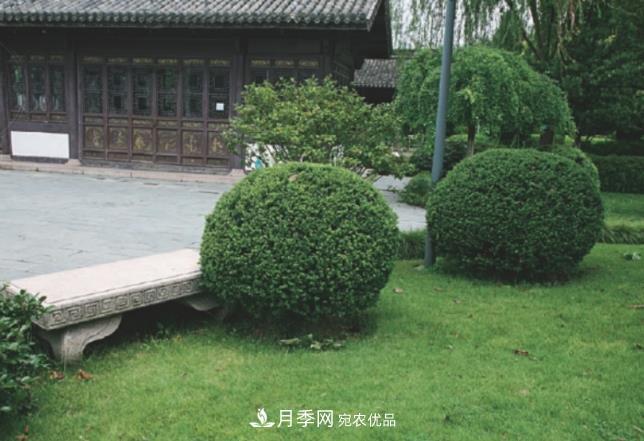 幾款常見的園林景觀苗木，配置在景觀中很漂亮(圖6)