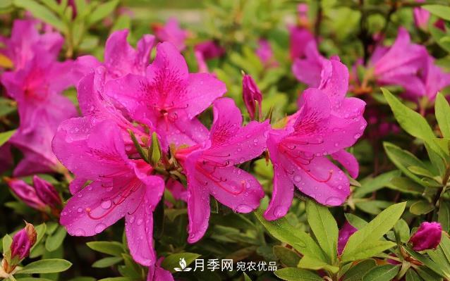 幾款常見的園林景觀苗木，配置在景觀中很漂亮(圖7)