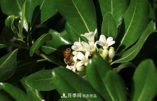幾款常見的園林景觀苗木，配置在景觀中很漂亮(圖8)
