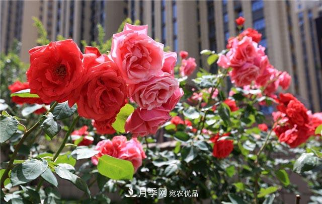 花只能開(kāi)一季？這7種花四季都能賞花，月季花不可缺(圖1)