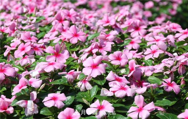 花只能開(kāi)一季？這7種花四季都能賞花，月季花不可缺(圖2)