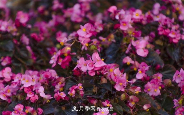 花只能開(kāi)一季？這7種花四季都能賞花，月季花不可缺(圖3)