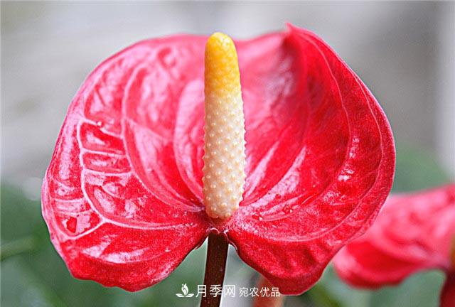 花只能開(kāi)一季？這7種花四季都能賞花，月季花不可缺(圖4)