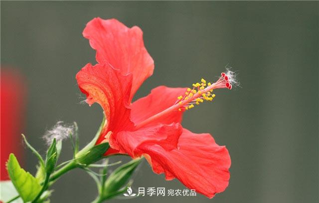 花只能開(kāi)一季？這7種花四季都能賞花，月季花不可缺(圖5)
