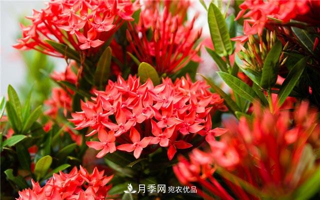 花只能開(kāi)一季？這7種花四季都能賞花，月季花不可缺(圖6)