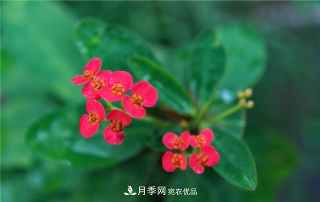 花只能開(kāi)一季？這7種花四季都能賞花，月季花不可缺(圖7)