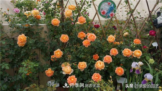 這樣養(yǎng)殖月季，開花多多，不懂的朋友可以來看看講解(圖2)