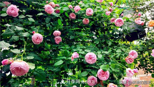 這樣養(yǎng)殖月季，開花多多，不懂的朋友可以來看看講解(圖1)