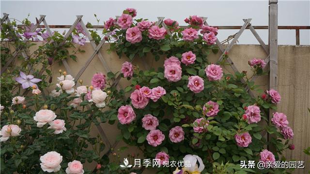 這樣養(yǎng)殖月季，開花多多，不懂的朋友可以來看看講解(圖3)