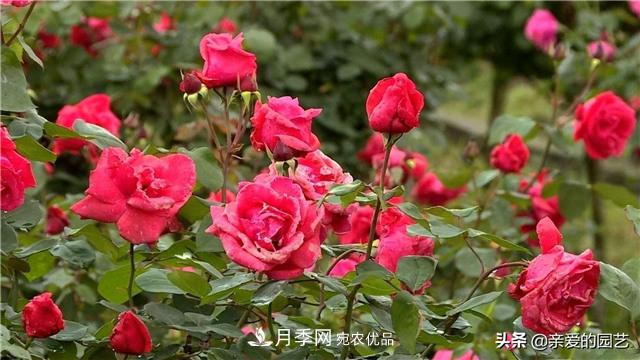 這樣養(yǎng)殖月季，開花多多，不懂的朋友可以來看看講解(圖4)