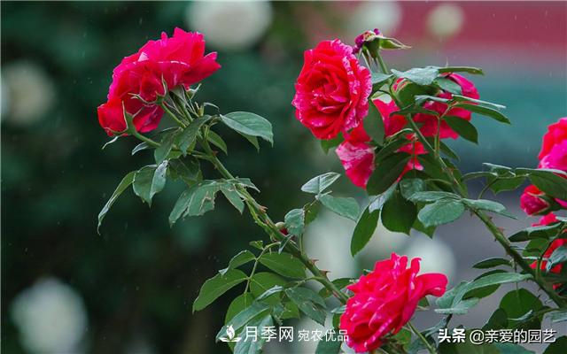 這樣養(yǎng)殖月季，開花多多，不懂的朋友可以來看看講解(圖5)