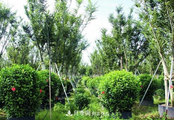 苗木容器苗比地栽苗、裸根苗、假植苗有哪些優(yōu)勢(shì)？(圖1)