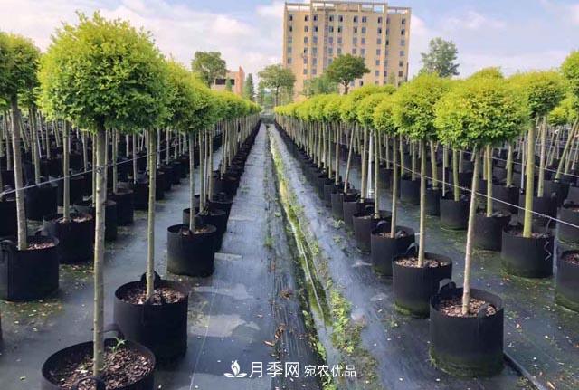 為什么越來(lái)越多的苗木人選擇容器苗？(圖1)