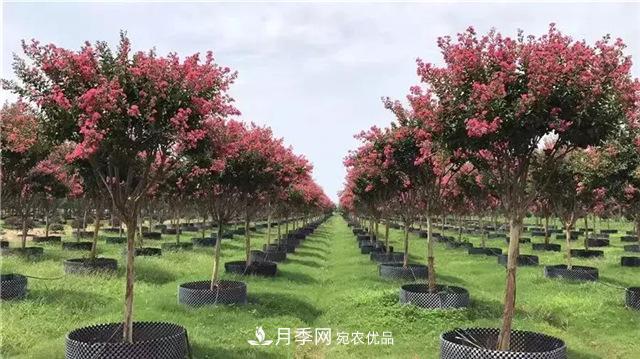 苗木干貨，容器苗乃大勢(shì)所趨？(圖1)