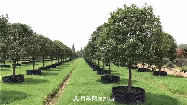 苗木干貨，容器苗乃大勢(shì)所趨？(圖3)