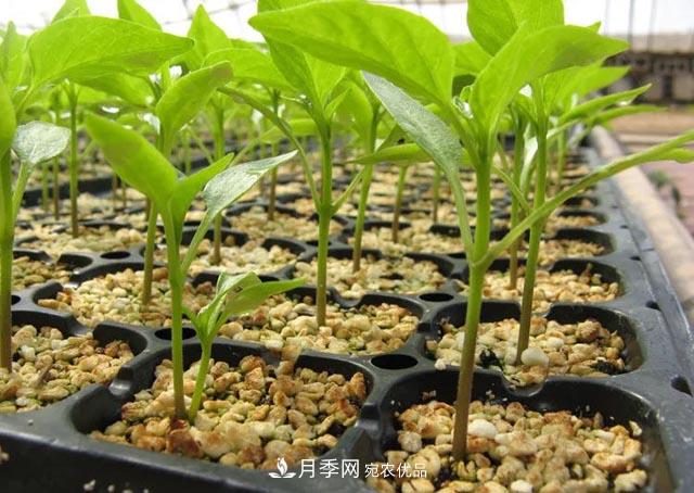 容器苗，或?qū)⒊蔀槊缒痉N植新趨勢(圖2)