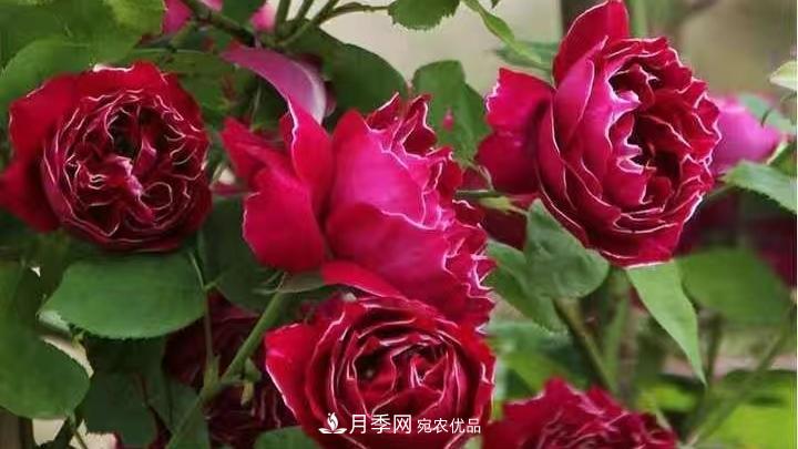 月季花的養(yǎng)殖要點(圖1)