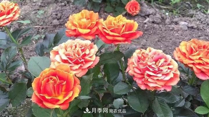 月季花的養(yǎng)殖要點(圖2)