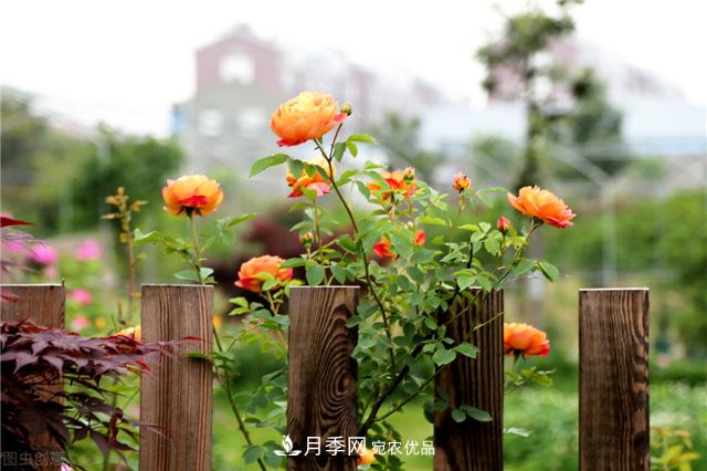 月季秋天如何養(yǎng)護？要“修”又要“防”，兩手抓才能長勢良好(圖2)