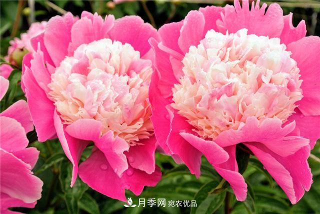 風(fēng)流菏澤牡丹：可知國(guó)色無(wú)兼美，剛數(shù)曹州又亳州(圖1)
