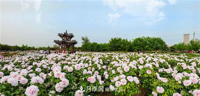 風(fēng)流菏澤牡丹：可知國(guó)色無(wú)兼美，剛數(shù)曹州又亳州(圖2)