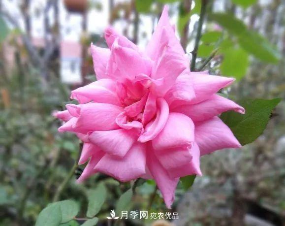 匯集17種中國古老月季，讓中國月季流傳下來(圖4)
