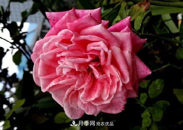 匯集17種中國古老月季，讓中國月季流傳下來(圖3)
