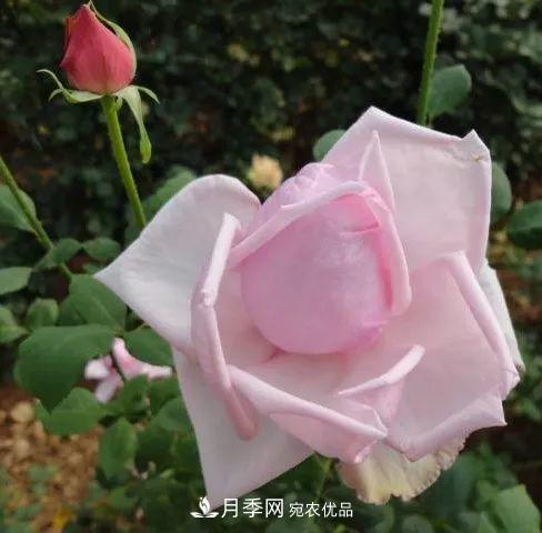 匯集17種中國古老月季，讓中國月季流傳下來(圖9)
