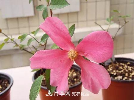 匯集17種中國古老月季，讓中國月季流傳下來(圖8)