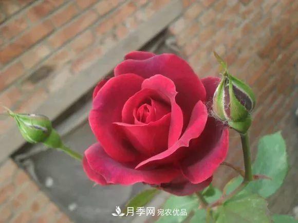 匯集17種中國古老月季，讓中國月季流傳下來(圖10)