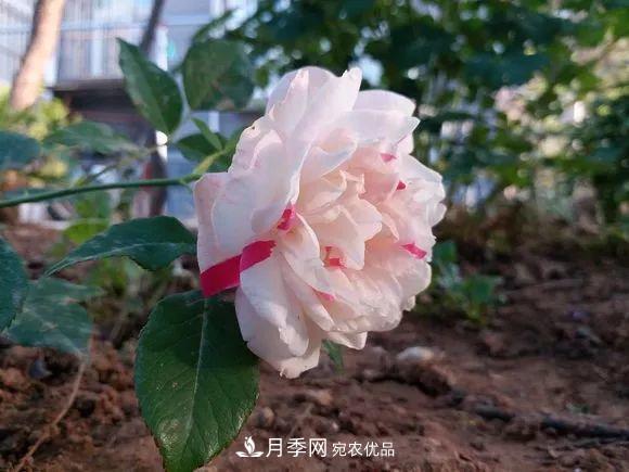 匯集17種中國古老月季，讓中國月季流傳下來(圖7)