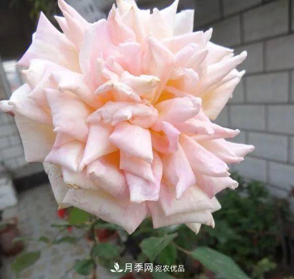 匯集17種中國古老月季，讓中國月季流傳下來(圖15)