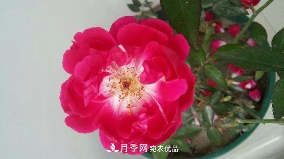 匯集17種中國古老月季，讓中國月季流傳下來(圖14)