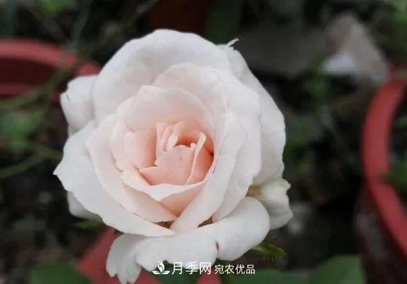 匯集17種中國古老月季，讓中國月季流傳下來(圖13)