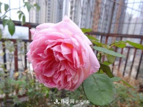 匯集17種中國古老月季，讓中國月季流傳下來(圖11)