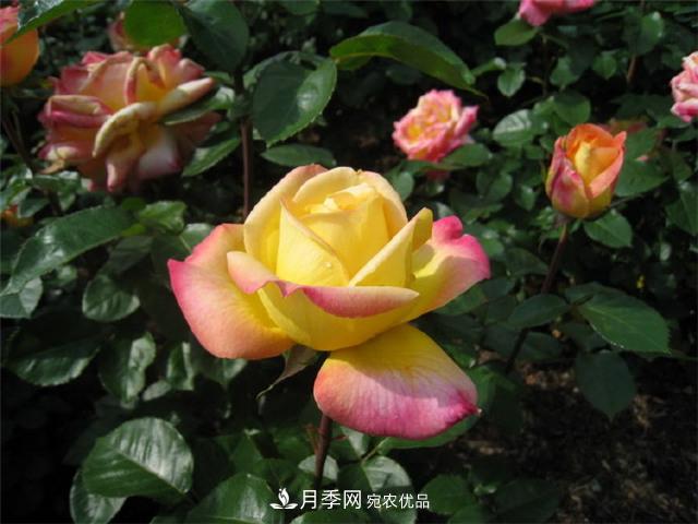 月季怎么種？月季花的種植方法(圖1)